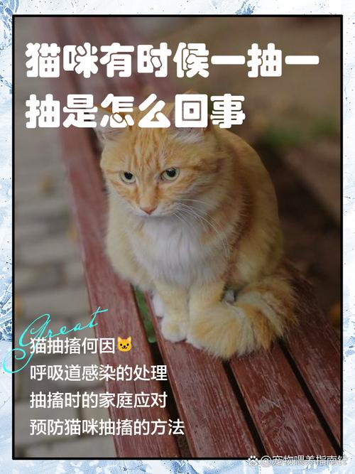 猫咪为什么会抽搐了很久