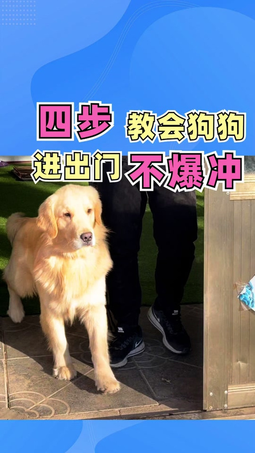 拉布拉多每次出门都过于兴奋该怎么办?