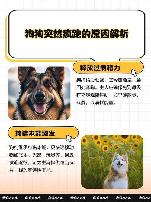 狗狗过度兴奋怎么办