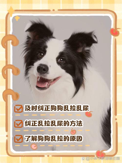 怎样阻止狗狗在家乱拉屎?