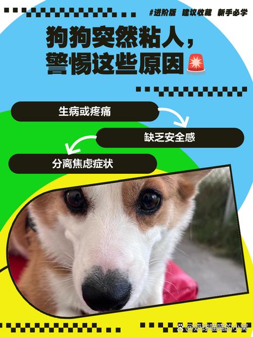 狗狗为什么会粘人发抖