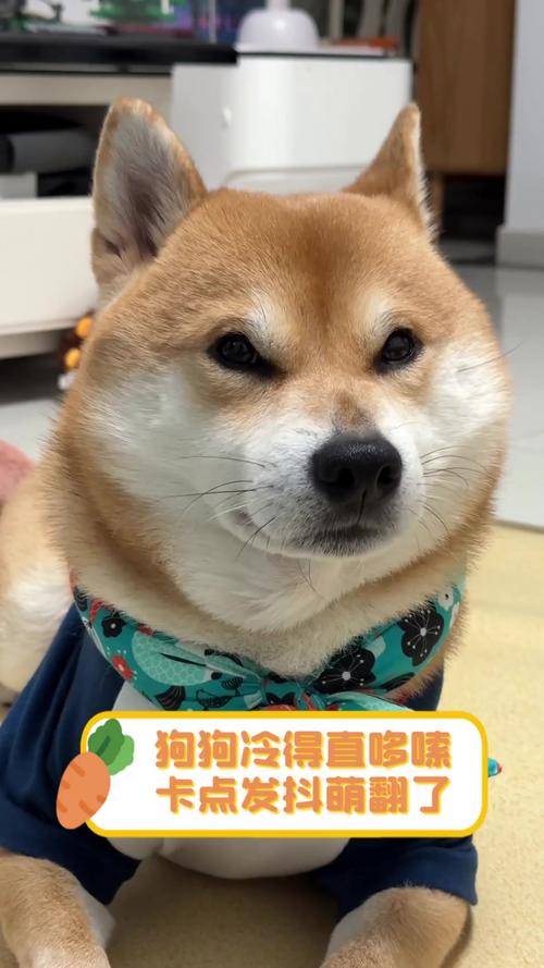 夏天狗狗发抖像打冷颤