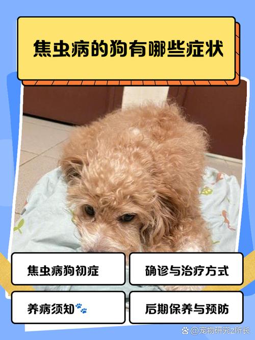 狗得焦虫病多久不能活动?