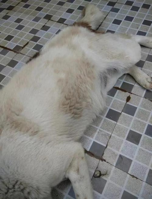 狗狗肝不好有何症状