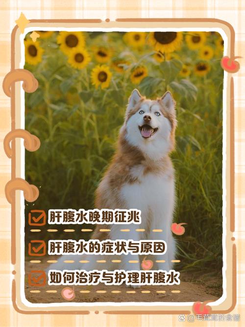 狗狗肝衰竭症状