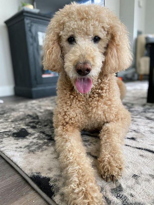 带狗狗上火车需要办什么手续吗