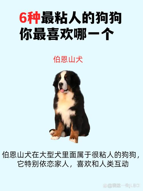 什么品种的狗狗最粘人呢?