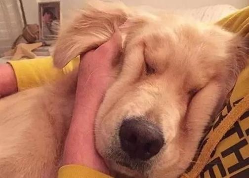 宠主教你看,你家狗狗是“粘人精”还是“高冷王”?