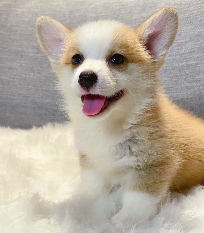 哪些品种的狗狗性格活泼粘人呢?