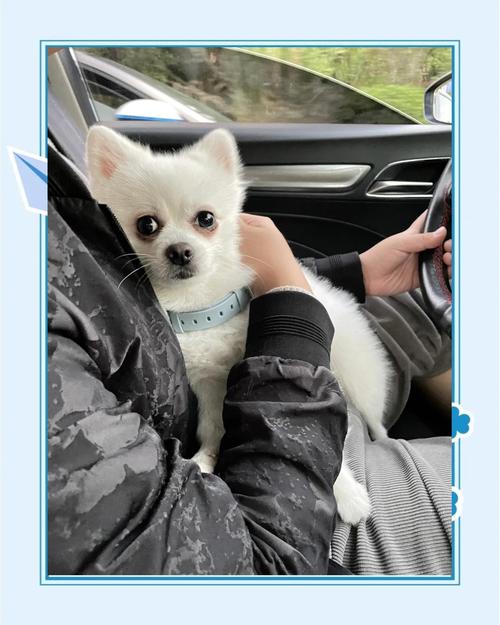 什么品种的狗狗最会护主粘人忠诚