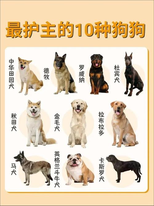 最粘人的狗狗排名榜(狗狗粘人程度排名)