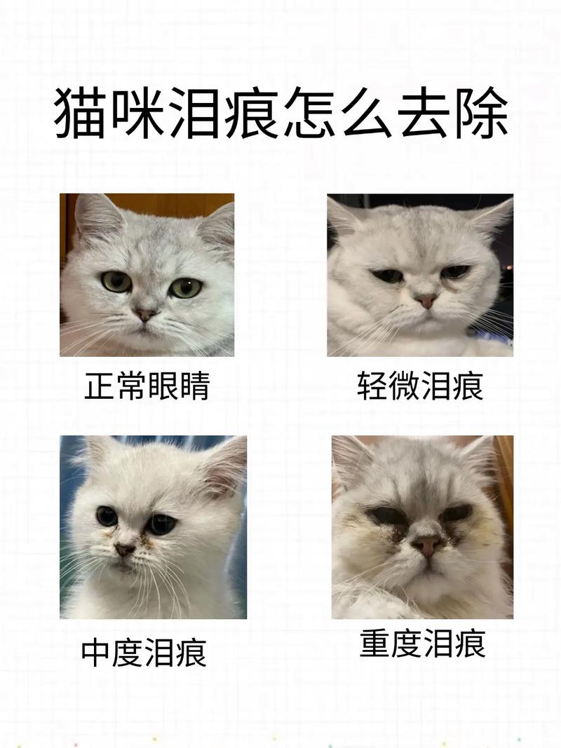 猫咪有泪痕怎么办?