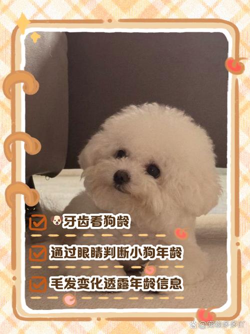 狗狗的牙齿都长齐了因该是几个月了