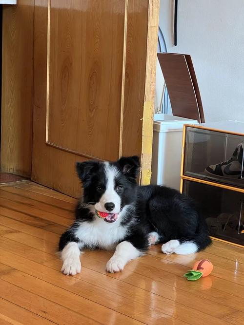 如何判断幼犬几个月了