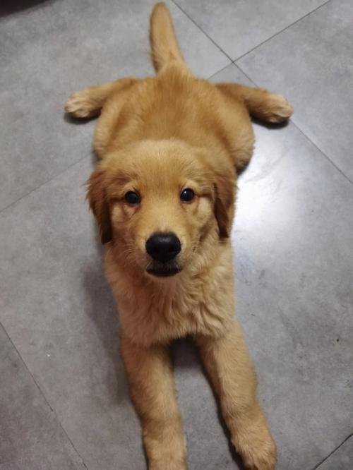 小狗能喝维维豆奶吗