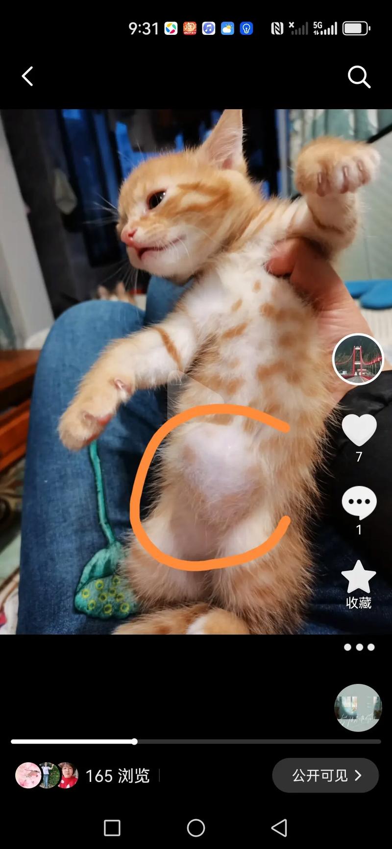 猫疝气症状有哪些,猫疝气的治疗方法