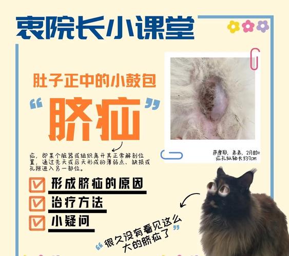 怎么判断是猫疝气如何判断猫疝气