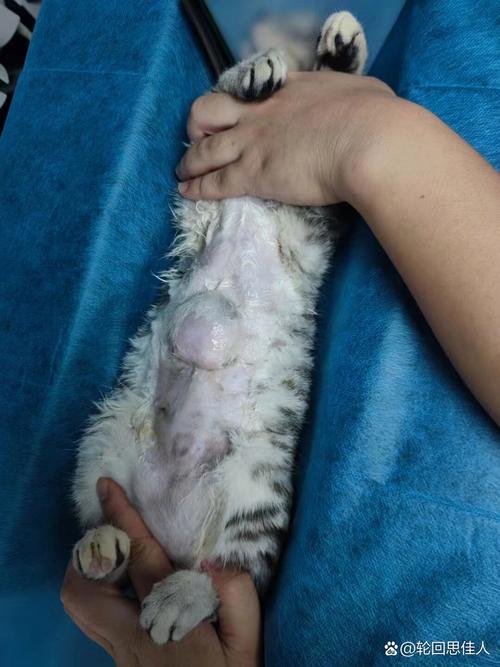 怎么判断是猫疝气?