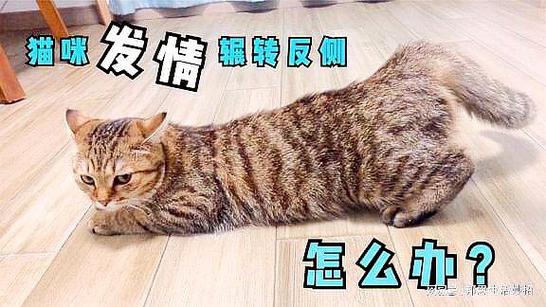 怎样判断猫是否发情