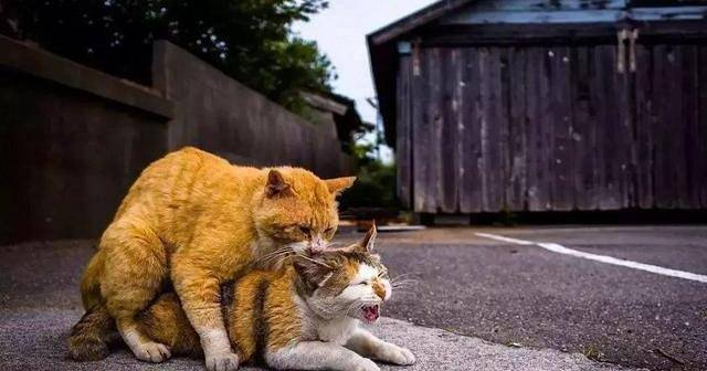 猫咪发情的几种表现