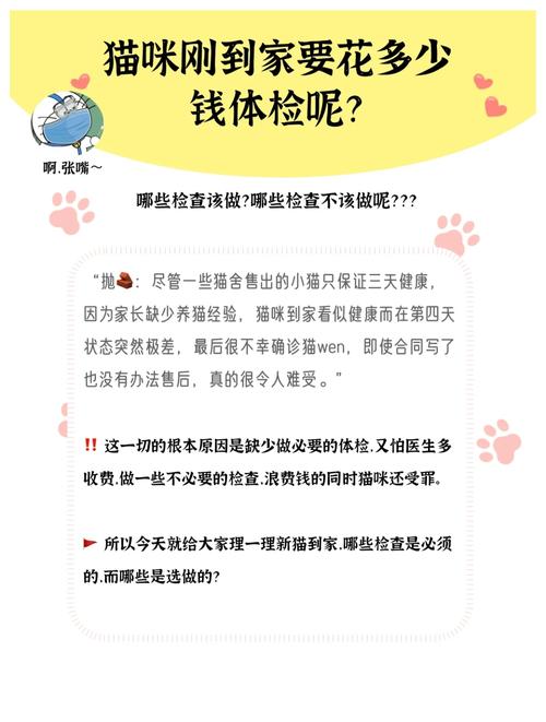 给宠物猫体检大概需要多少钱?