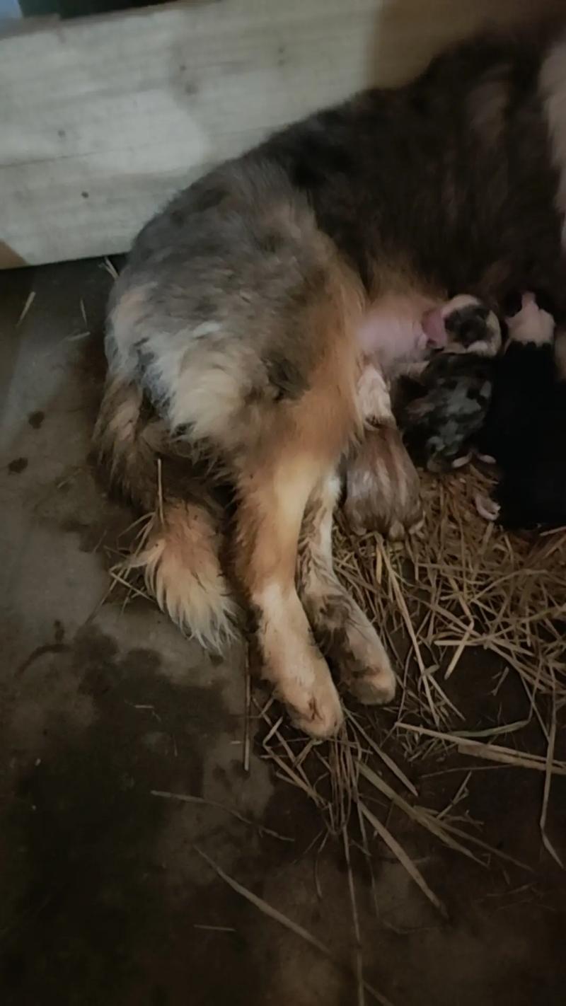 狗狗多大可以配种?