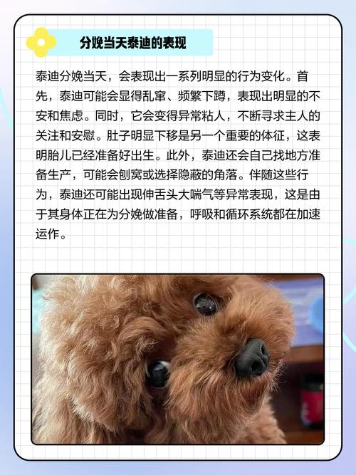 狗狗分娩当天有哪些表现呢