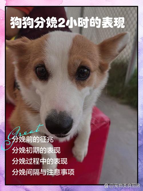 狗狗分娩时会怎么样?