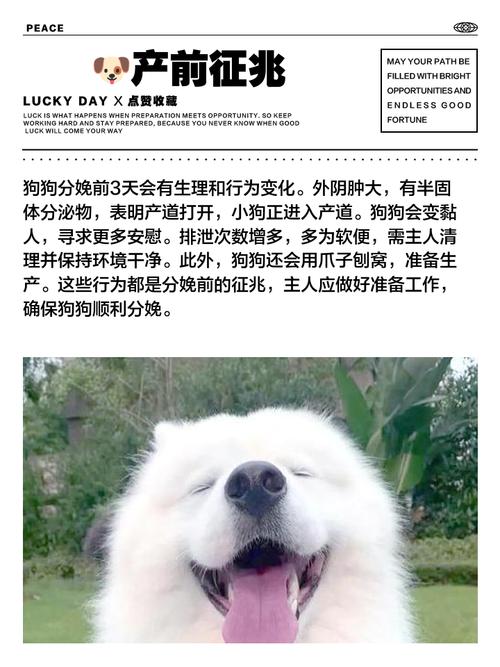 狗狗分娩当天有哪些表现