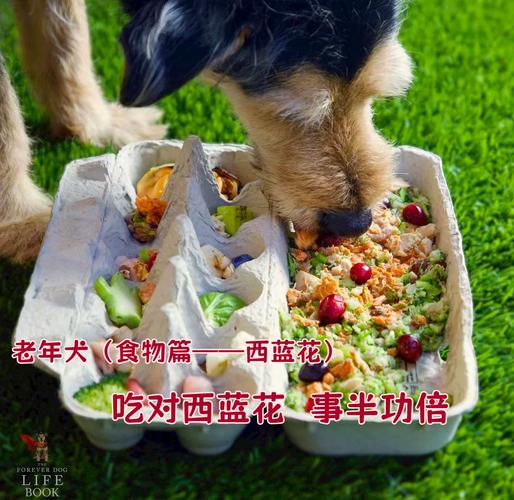 狗吃西兰花的10大禁忌