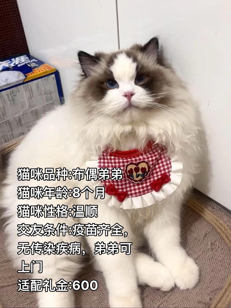 猫咪到几个月算成猫?