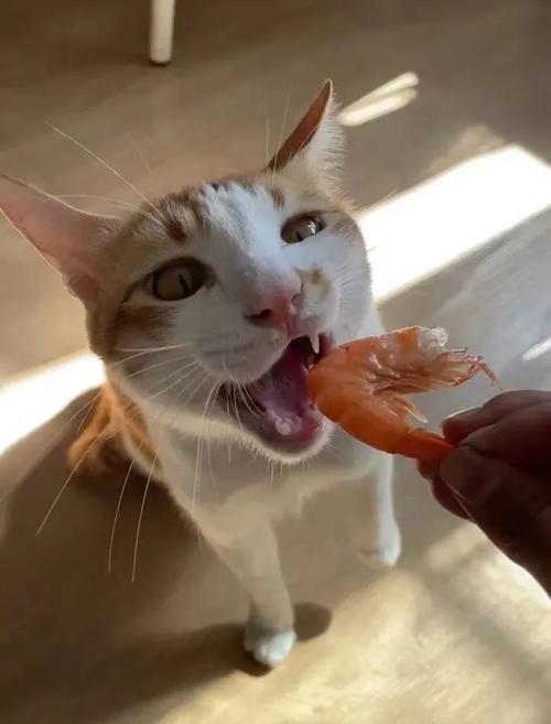 宠物猫可以吃煮熟的基围虾吗?