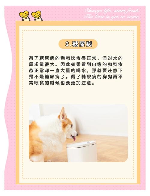 狗狗狂喝水吐了又狂喝