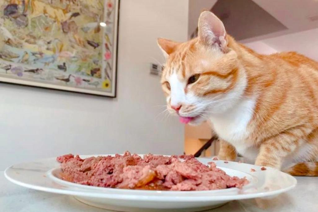 猫可以吃猪肺吗