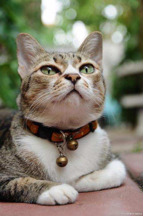 猫出门带铃铛,有哪些好处?