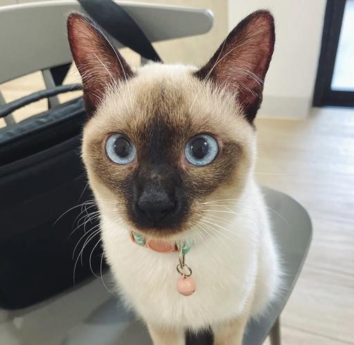 给猫咪带铃铛会对它们造成什么影响?