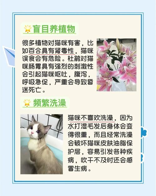猫为什么不能戴铃铛