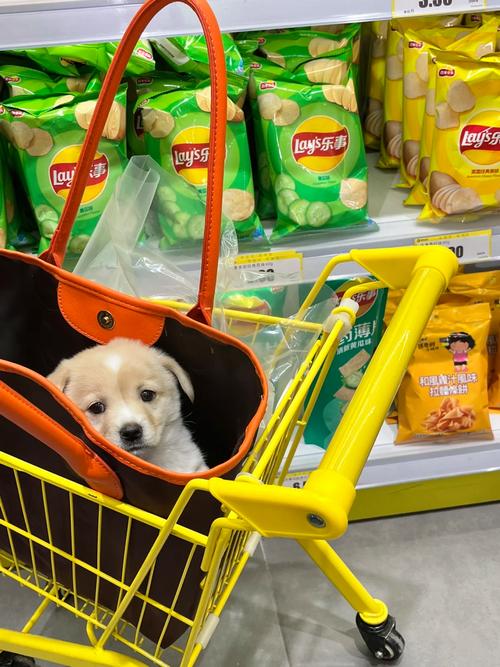 土狗疫苗去哪里打?