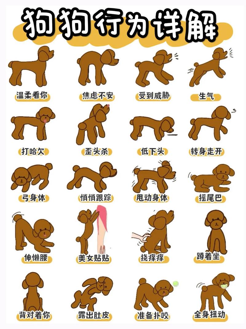 如何与狗狗相处?