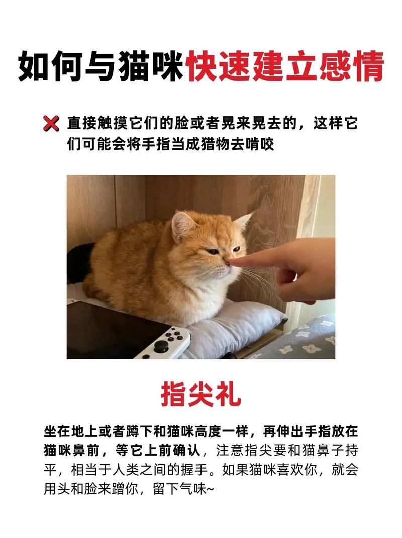 如何跟猫咪交流