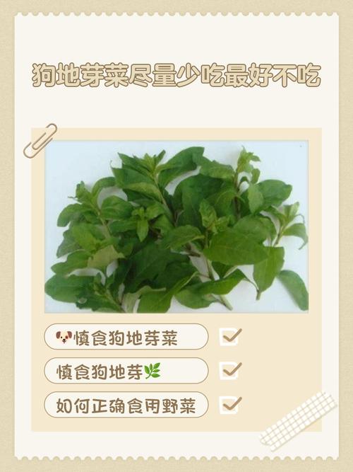 狗能不能吃花菜?