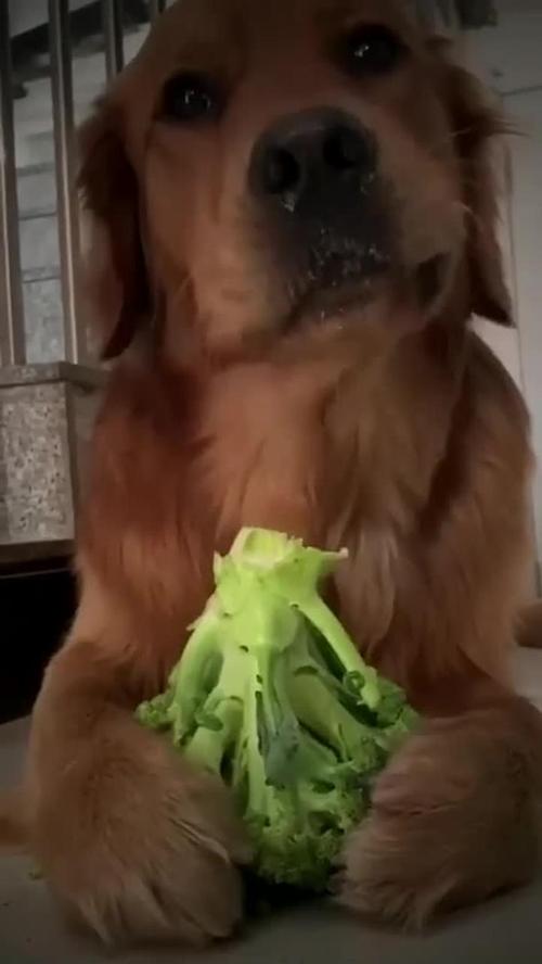 狗狗可以吃花菜吗?