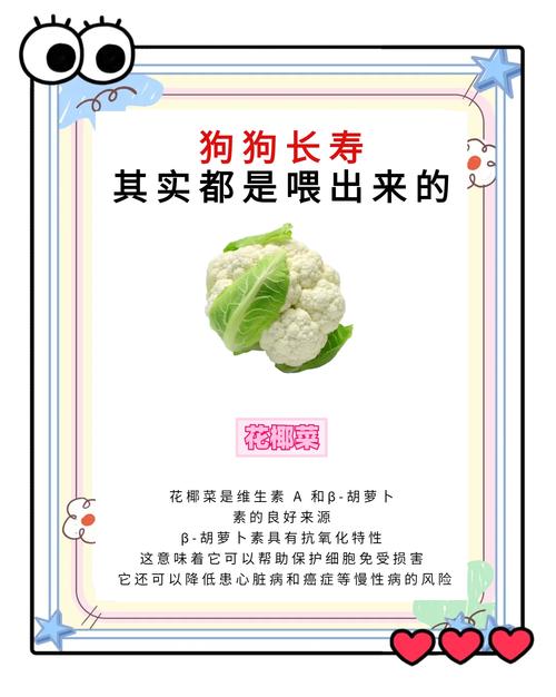 边牧不能吃的三种蔬菜?