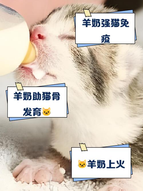 猫咪能喝狗狗喝的羊奶粉吗?