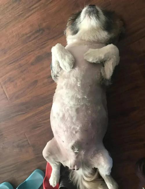 狗狗腹部为什么积水