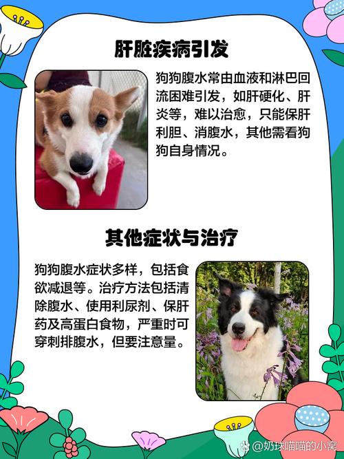 狗狗肚子有水声特别大