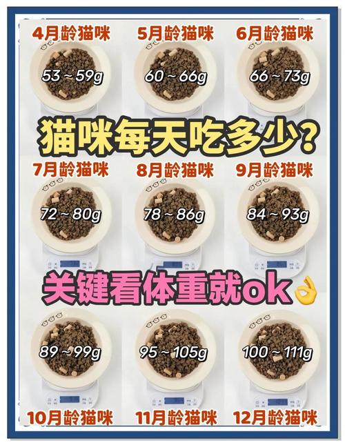金渐层一天吃多少猫粮