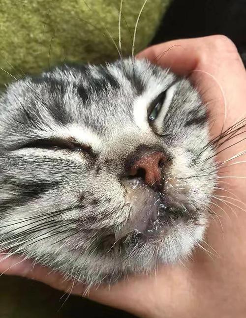 猫感冒能传染给我吗?