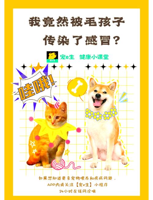 人感冒会传染给猫吗