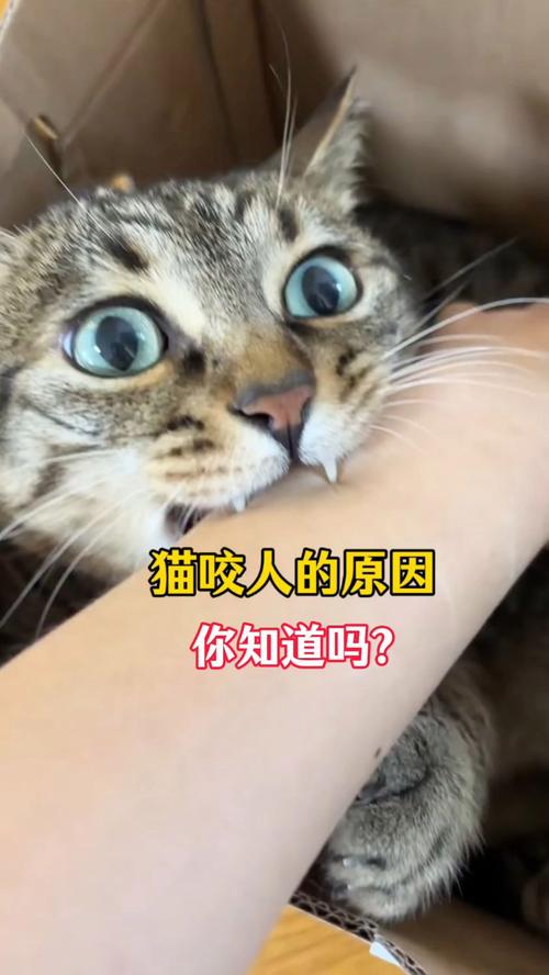幼猫突然变得亢奋乱跑还咬人